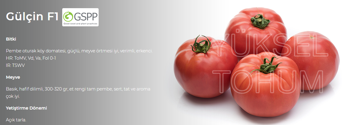 yüksel tohum gülçin f1 domates fidesi